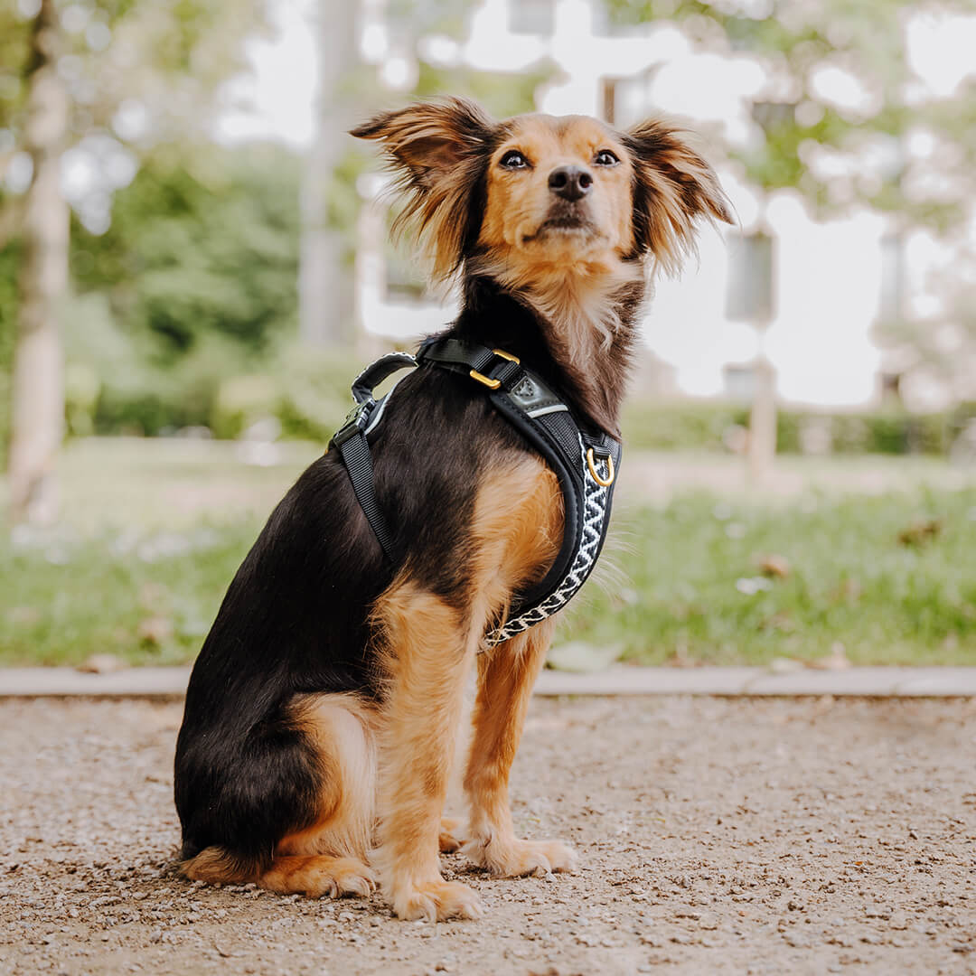 Handgemachtes Premium Hundegeschirr Gepolstert Schwarz/Weiß von Hey Lana getragen am Hund - Seitenansicht, erhältlich bei fiffi&muschi - Hundeladen/Concept Store Köln