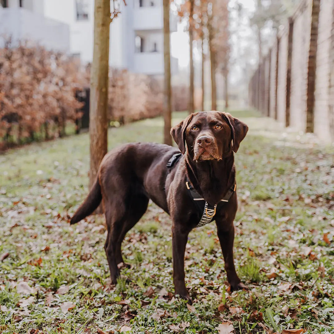 Handgemachtes Premium Hundegeschirr Gepolstert Schwarz/Weiß von Hey Lana getragen am Hund - Seitenansicht, erhältlich bei fiffi&muschi - Hundeladen/Concept Store Köln