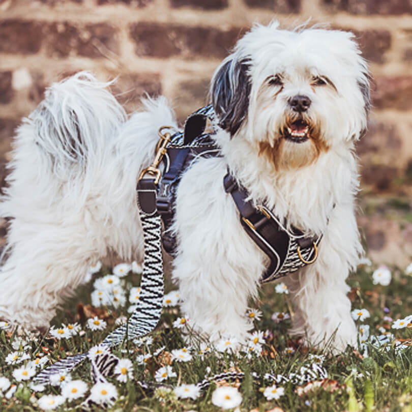 Handgemachtes Premium Hundegeschirr Gepolstert Schwarz/Weiß von Hey Lana getragen am Hund - Seitenansicht mit Leine, erhältlich bei fiffi&muschi - Hundeladen/Concept Store Köln