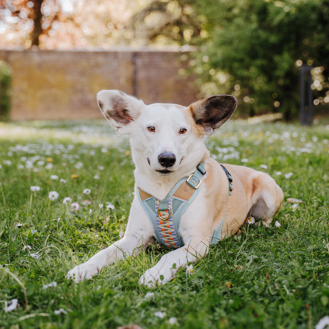 Handgemachtes Premium Hundegeschirr Gepolstert Sunset/Eukalyptus von Hey Lana getragen am Hund - Frontansicht, erhältlich bei fiffi&muschi - Hundeladen/Concept Store Köln
