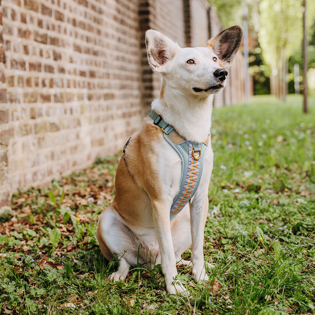 Handgemachtes Premium Hundegeschirr Gepolstert Mint/Orange von Hey Lana getragen am Hund mit Leine, erhältlich bei fiffi&muschi - Hundeladen/Concept Store Köln