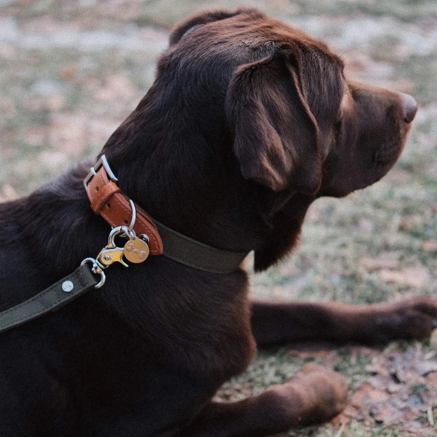 Halsband Signature Cognac & Khaki