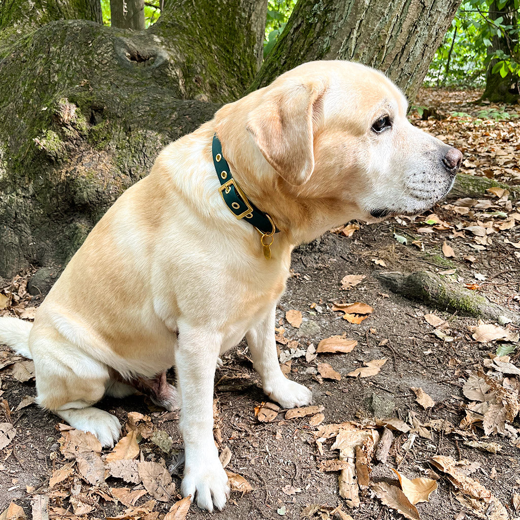 Handgemachtes Hundehalsband ELEGANTE aus robuster Biothane Grün, getragen am Hund, erhältlich bei fiffi&muschi - Hundeladen/Concept Store Köln