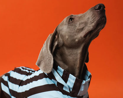 Hunderegenmantel Stripes