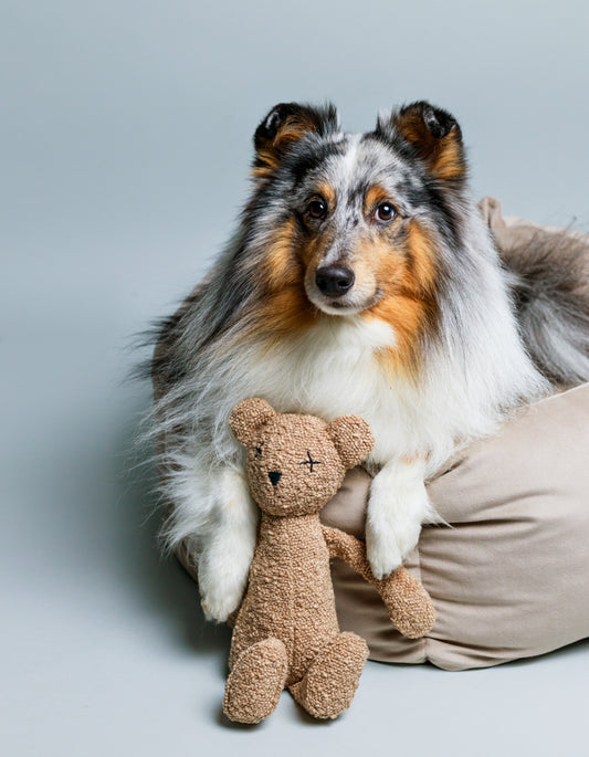 Hundespielzeug Teddybär BERTY