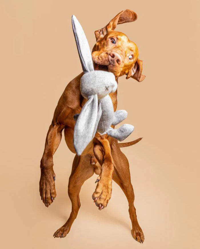 Hundespielzeug Hase RUPERT