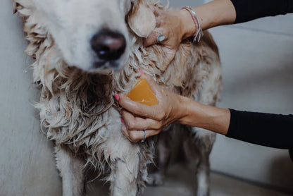 Hundeshampoo FINE