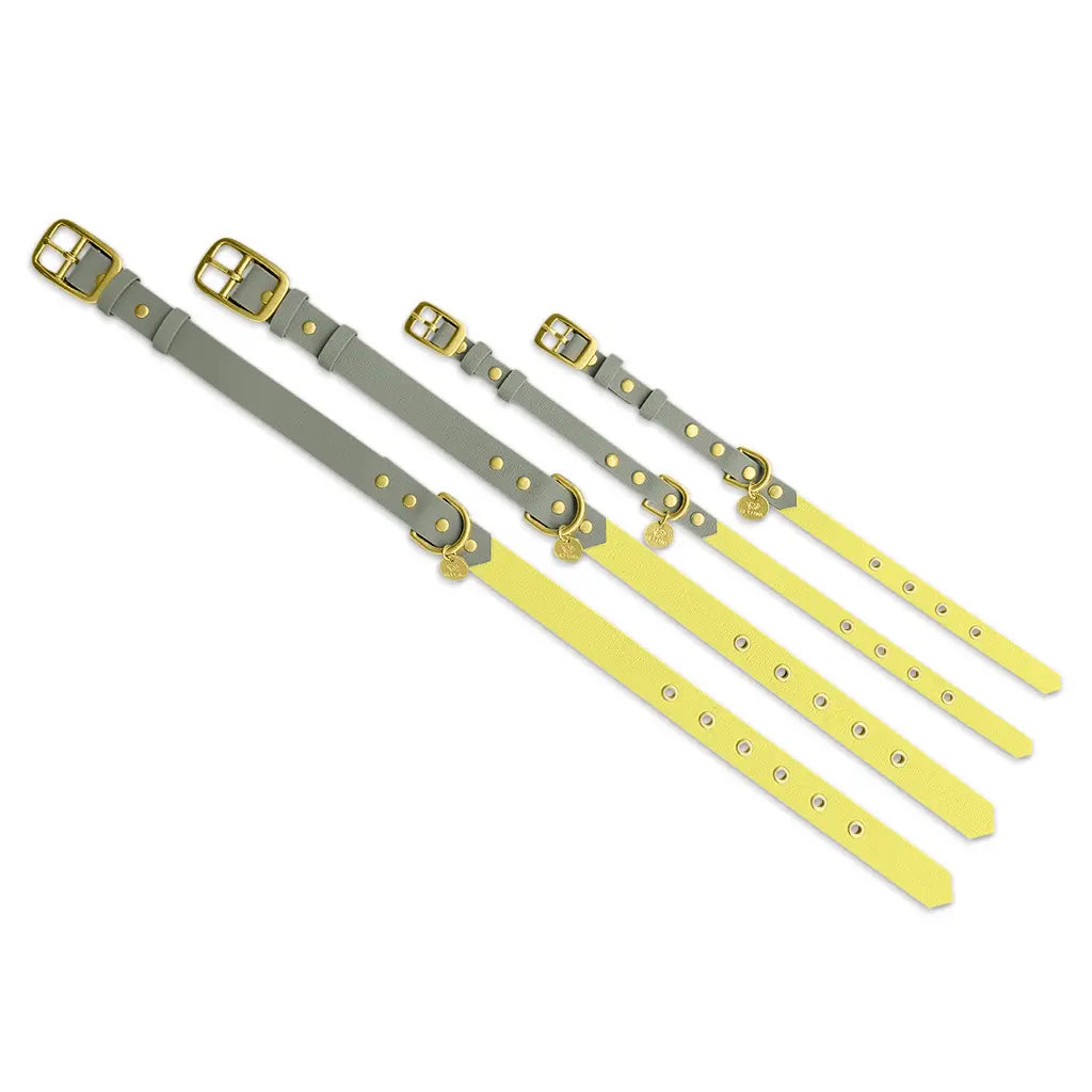 Handgemachtes Hundehalsband Outdoor – FLEX Lemon/Seagrass