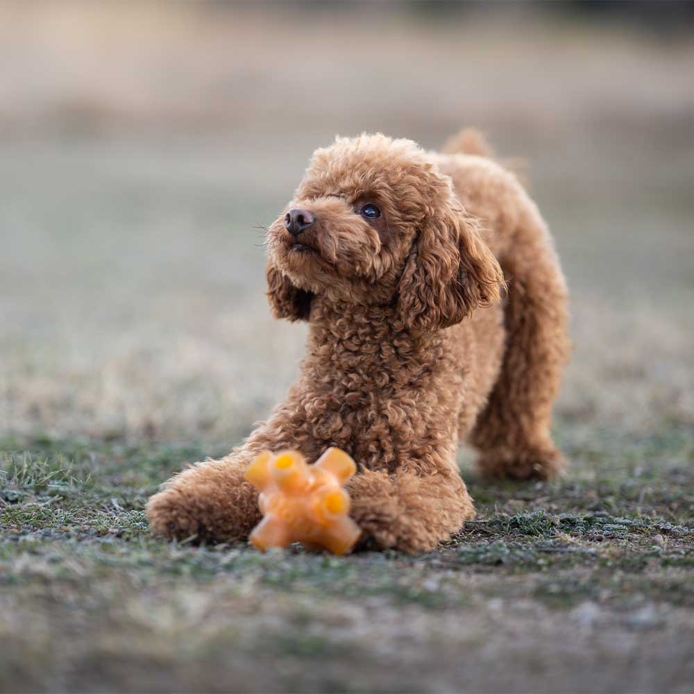 Hundespielzeug Rub Free Jump