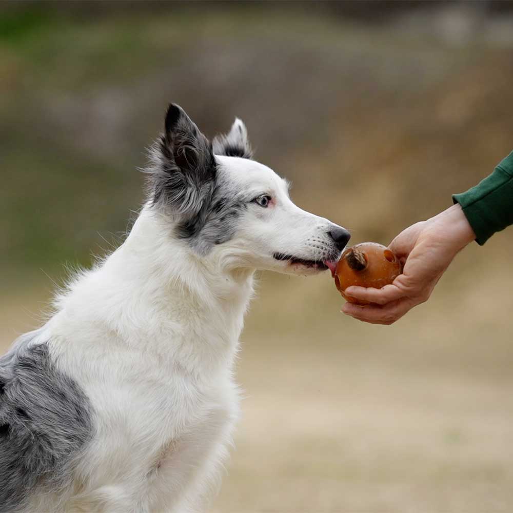 Hundespielzeug Rub Hole