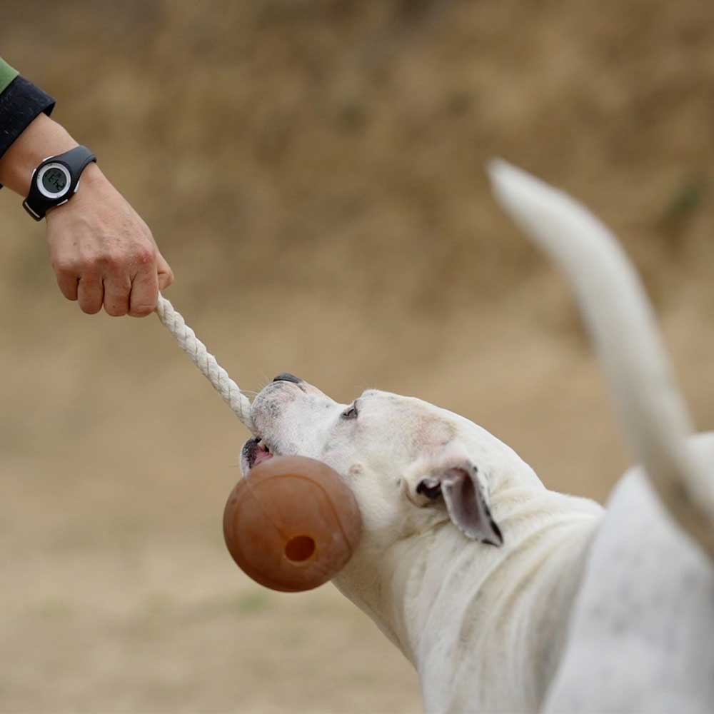 Hundespielzeug Rub Ball Rope