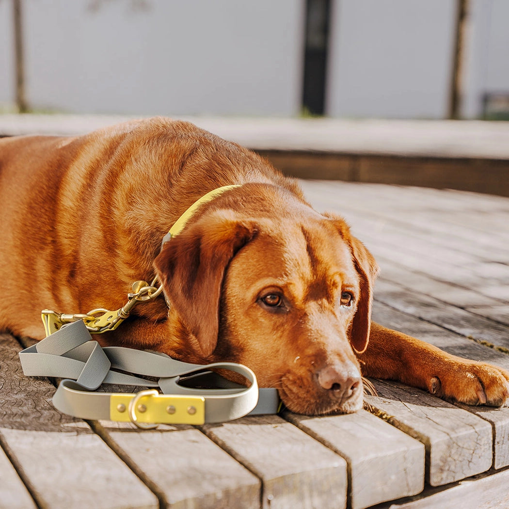 Hundeleine Outdoor FLEX | 3-fach verstellbar | Lemon/Seagrass