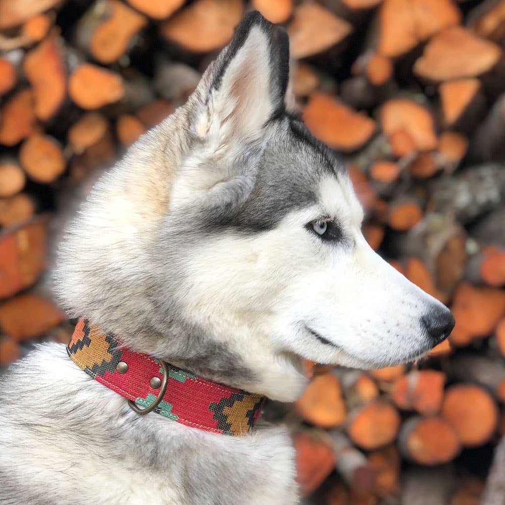 Hundehalsband Scooby