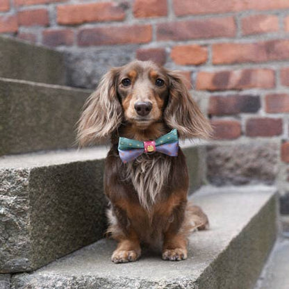 Dog Fly Upcycled — Denjo x Eton