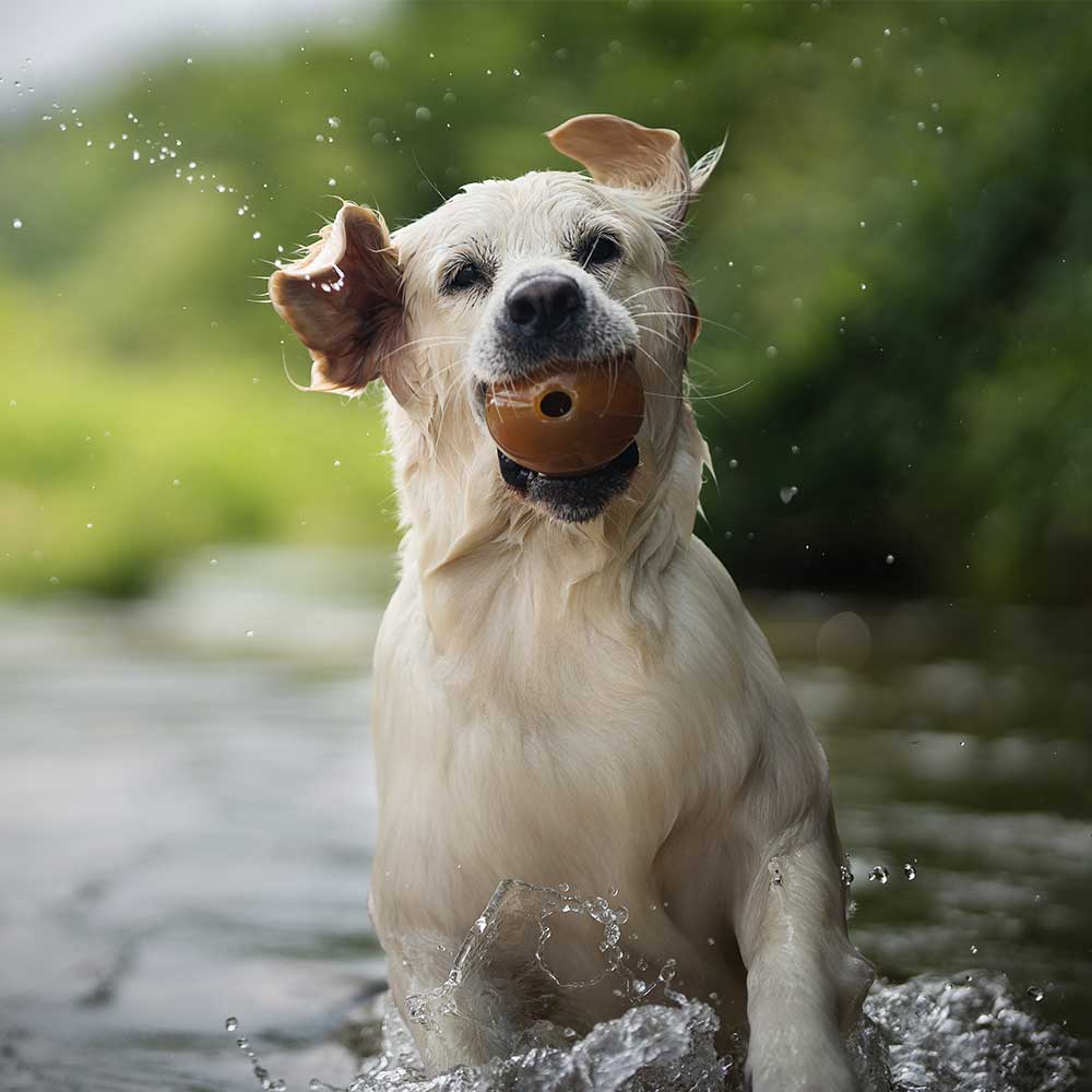 Rub Ball Hundespielzeug aus natürlichem Bio-Kautschuk
