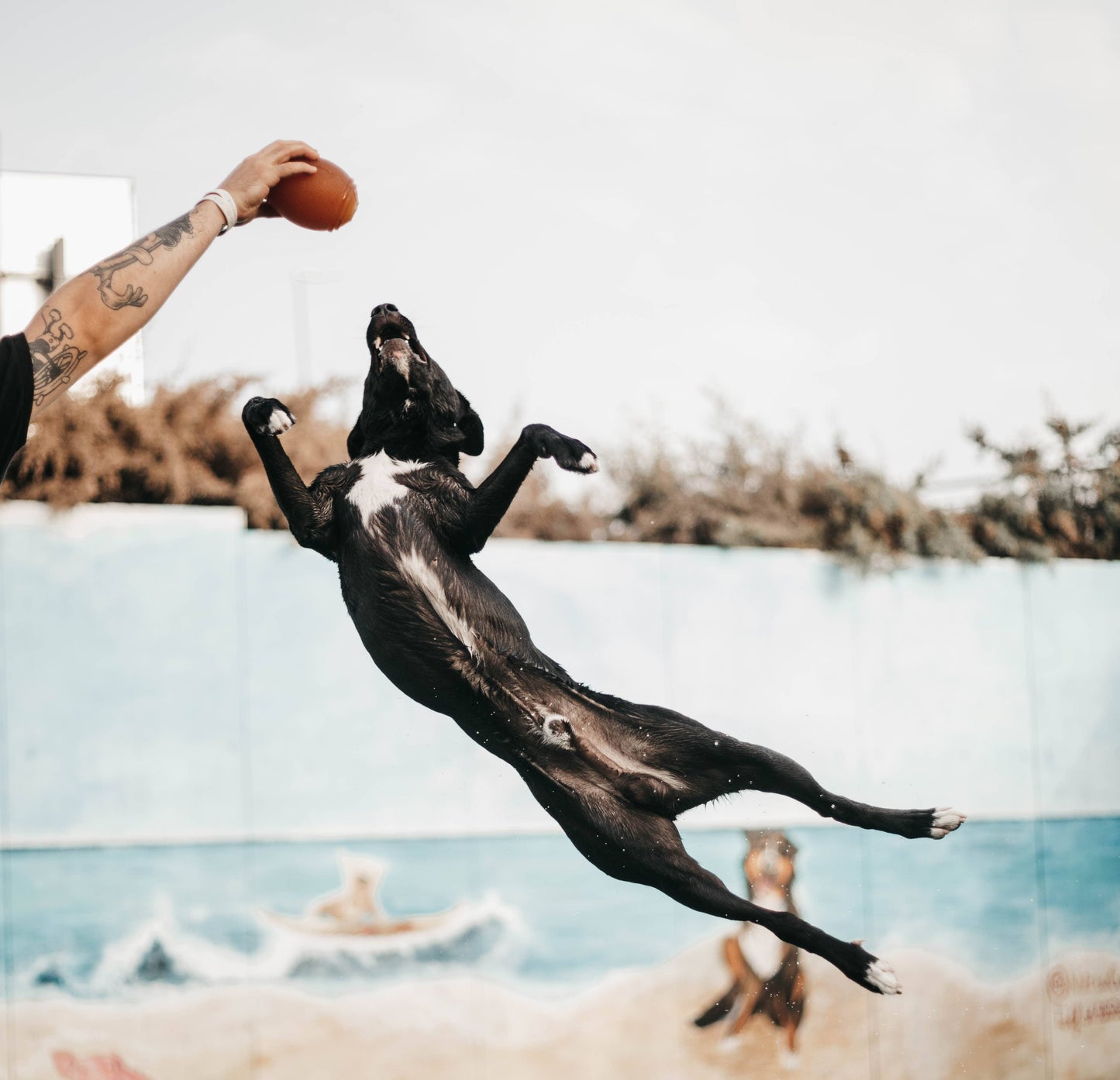 Hundespielzeug Rub American Football