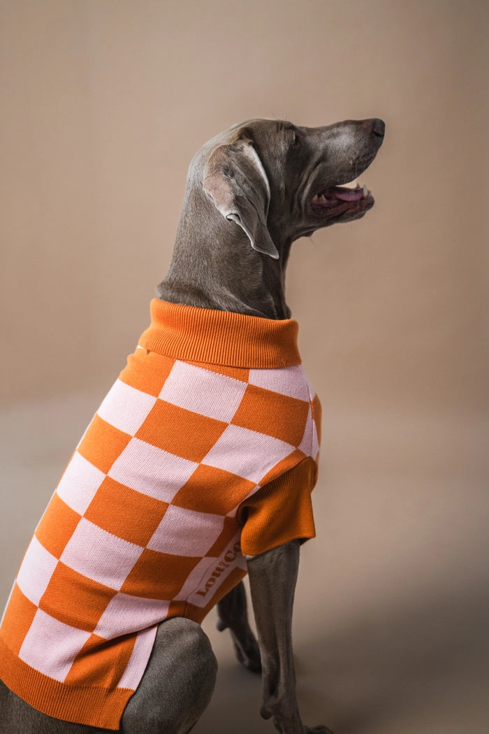 gestrickter Hundepullover mit Karos