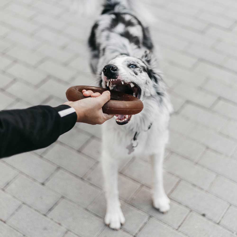 Hundespielzeug Rub Bite
