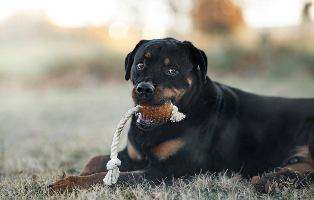 Hundespielzeug Rub Rugby Spike & Rope