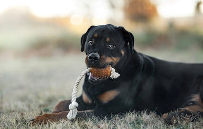 Hundespielzeug Rub Rugby Spike & Rope