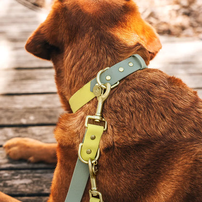 Handgemachtes Hundehalsband Outdoor – FLEX Lemon/Seagrass