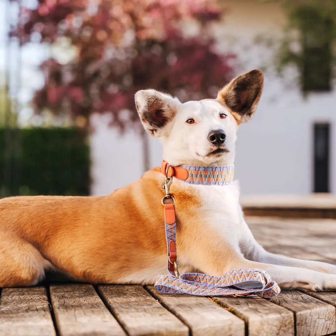 Handgemachtes Hundehalsband Gepolstert – Sunset/Eukalyptus