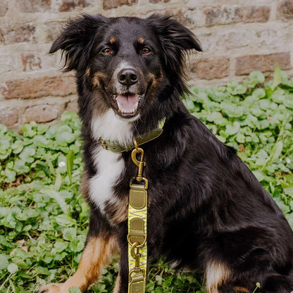Premium Hundehalsband Gepolstert | Olivgrün/Neongelb