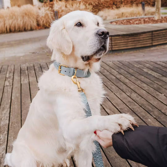 Premium Hundehalsband Gepolstert Anthrazit/Eisblau