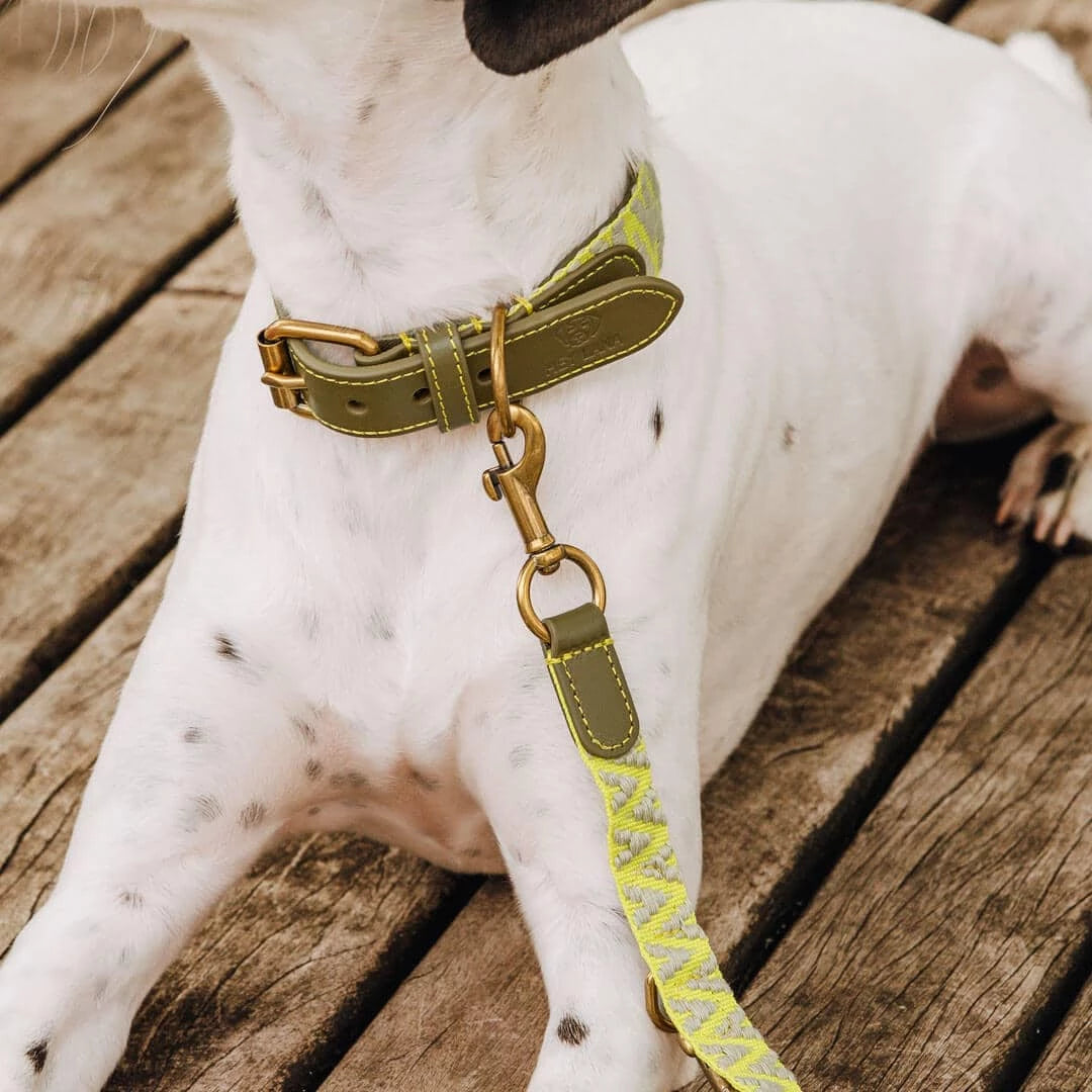 Premium Hundehalsband Gepolstert | Olivgrün/Neongelb