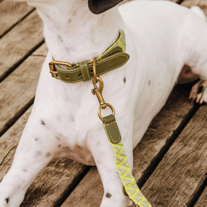 Premium Hundehalsband Gepolstert | Olivgrün/Neongelb