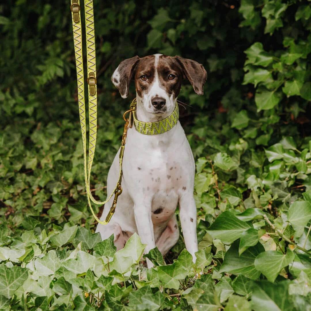 Premium Hundehalsband Gepolstert | Olivgrün/Neongelb