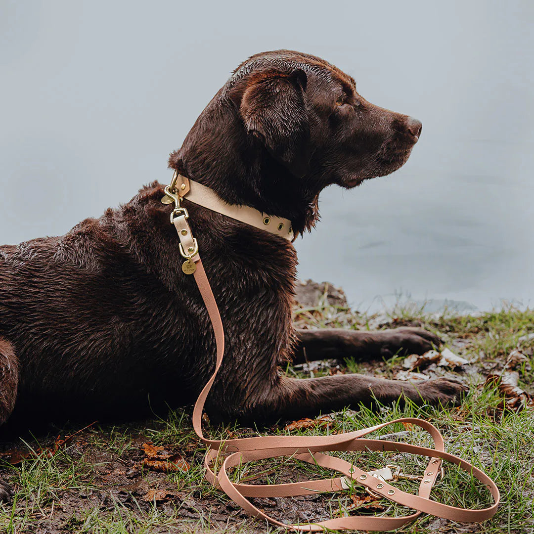 Handgemachtes Hundehalsband Outdoor – FLEX Mocca/Mousse