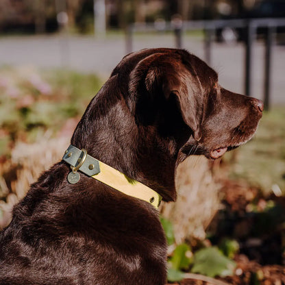 Handgemachtes Hundehalsband Outdoor – FLEX Lemon/Seagrass