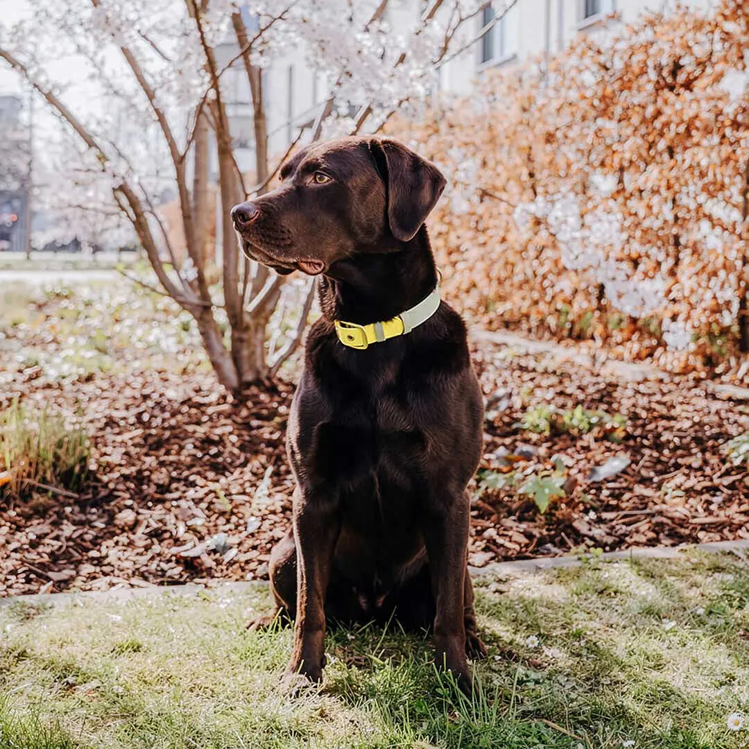 Handgemachtes Hundehalsband Outdoor – FLEX Lemon/Seagrass