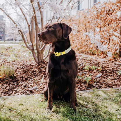 Handgemachtes Hundehalsband Outdoor – FLEX Lemon/Seagrass
