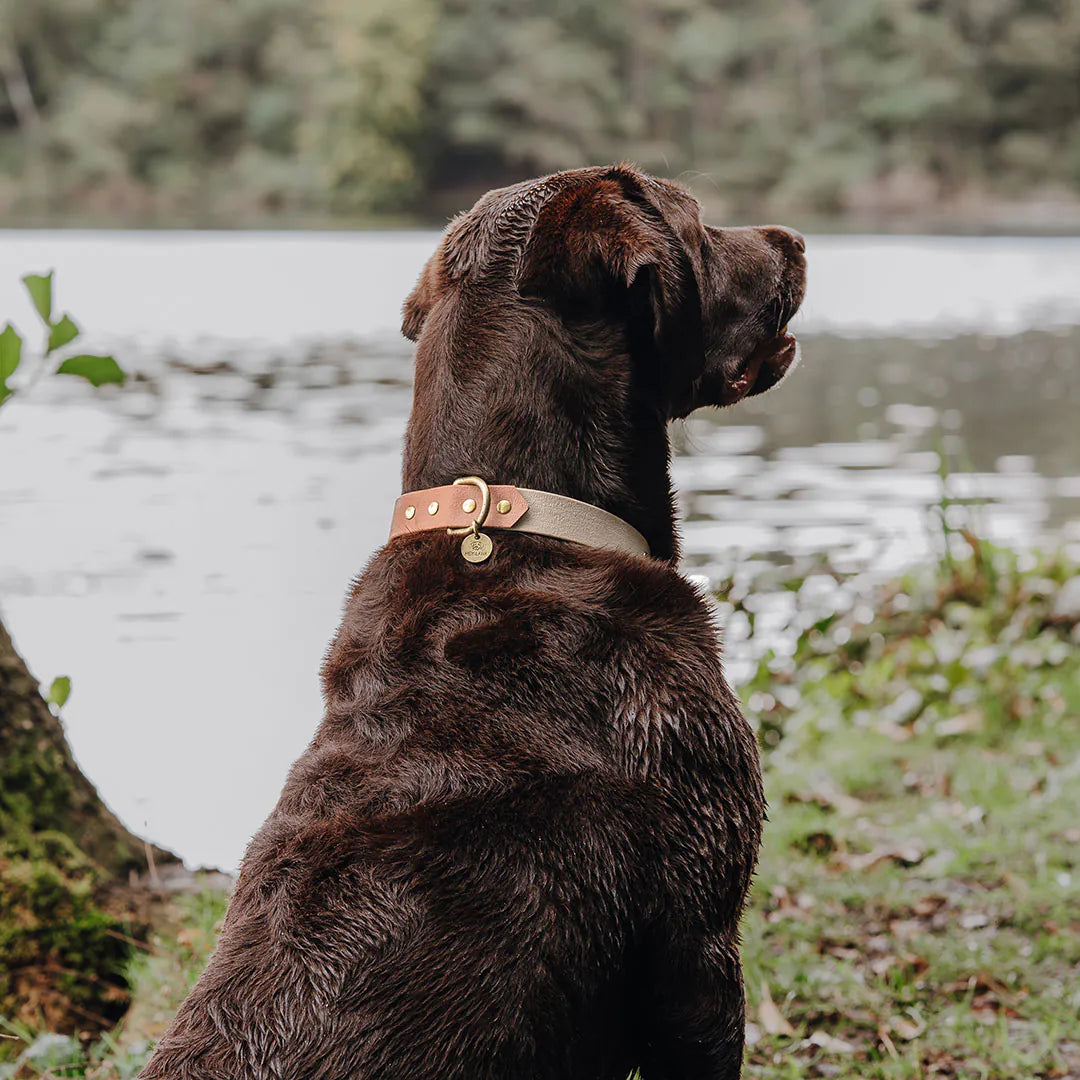Handgemachtes Hundehalsband Outdoor – FLEX Mocca/Mousse