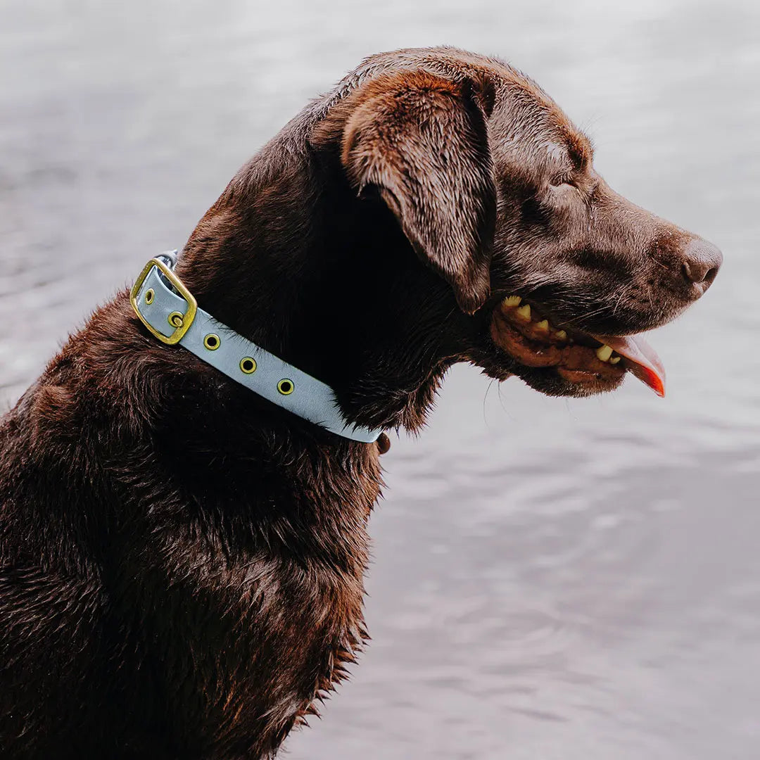 Handgemachtes Hundehalsband Outdoor – FLEX Taupe/Blau