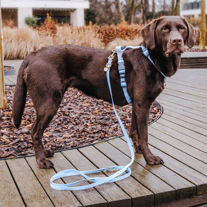 Hundeleine Outdoor FLEX | 3-fach verstellbar | Taupe/Blau