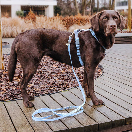 Hundeleine Outdoor FLEX | 3-fach verstellbar | Taupe/Blau