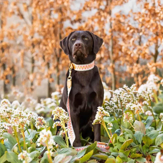 Premium Hundehalsband Gepolstert | Pink/Beige