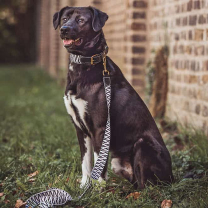 Premium Hundehalsband Gepolstert | Schwarz/Weiß