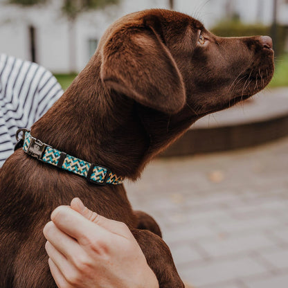 Hundehalsband Kunterbunt | Gelb/Blau