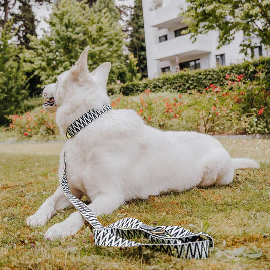 Premium Hundehalsband Gepolstert | Schwarz/Weiß