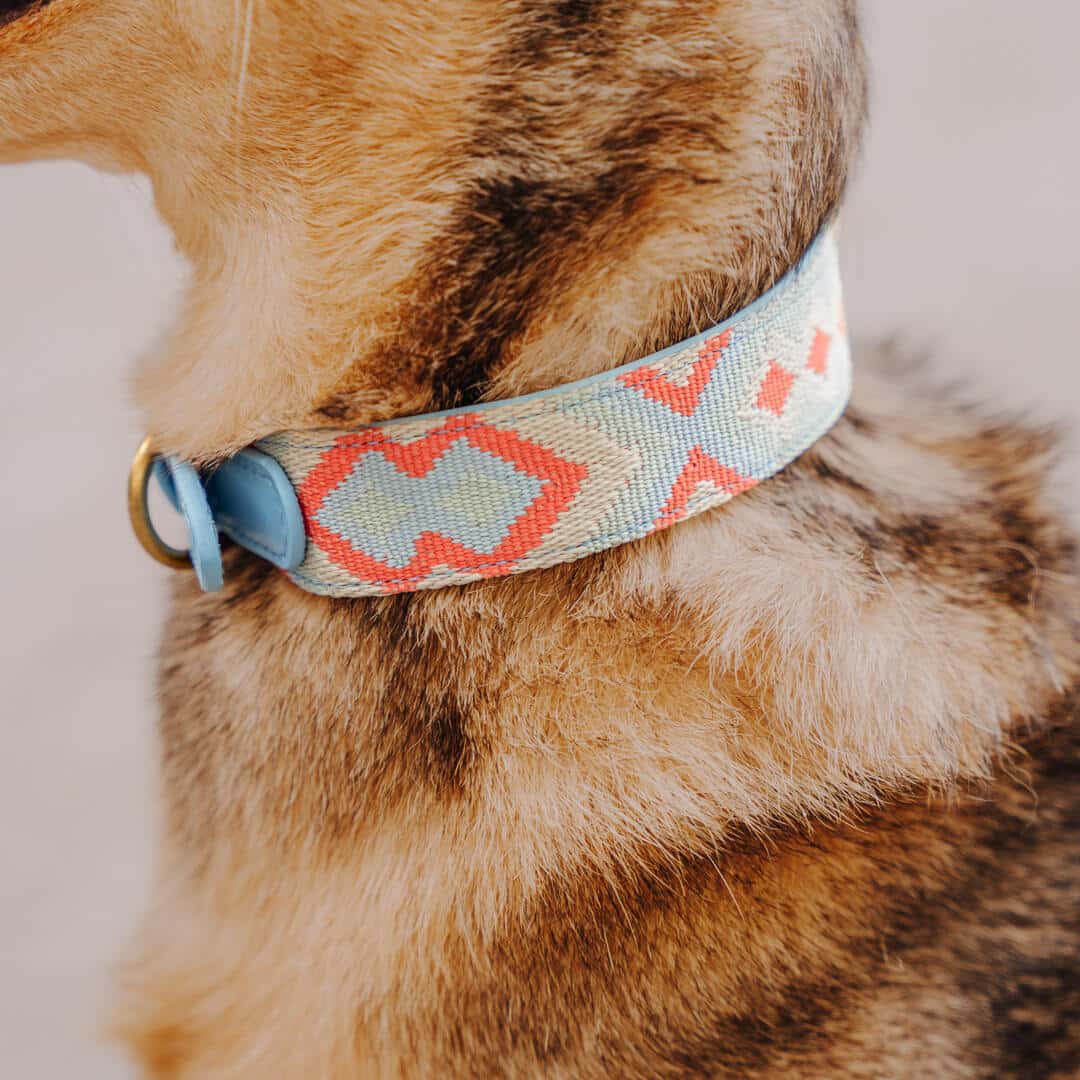 Premium Hundehalsband Gepolstert | Coral/Blau