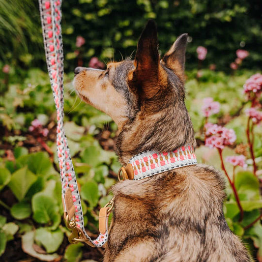 Premium Hundehalsband Gepolstert | Pink/Beige