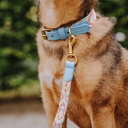 Premium Hundehalsband Gepolstert | Coral/Blau