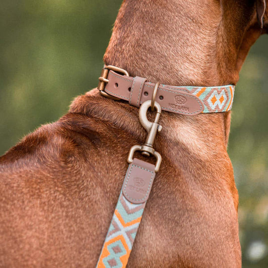 Premium Hundehalsband Gepolstert | Mint/Orange