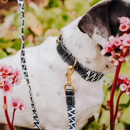 Premium Hundehalsband Gepolstert | Schwarz/Weiß
